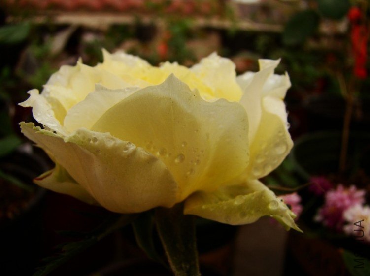 QQ��ͼ20120510140305.jpg