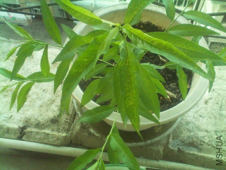 IMG_20120510_073751.jpg