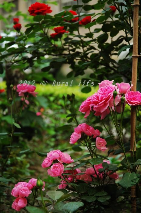 �����������������ߣ�����ȴ���ſ���~