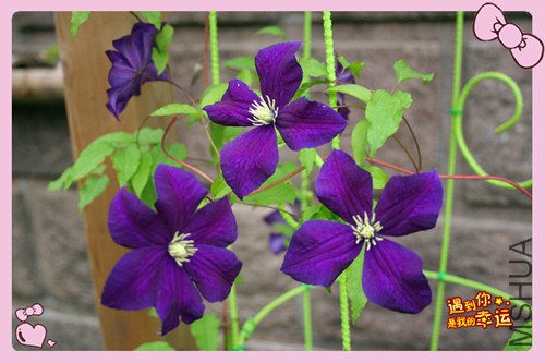 ��Ƭ 036_������2.jpg