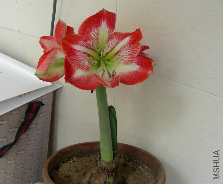 DSCN7937.JPG