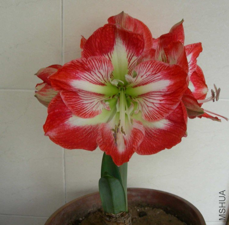 DSCN7938.JPG