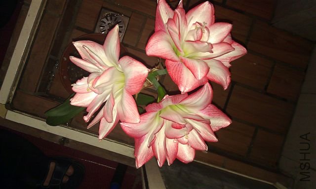IMAG0528.jpg