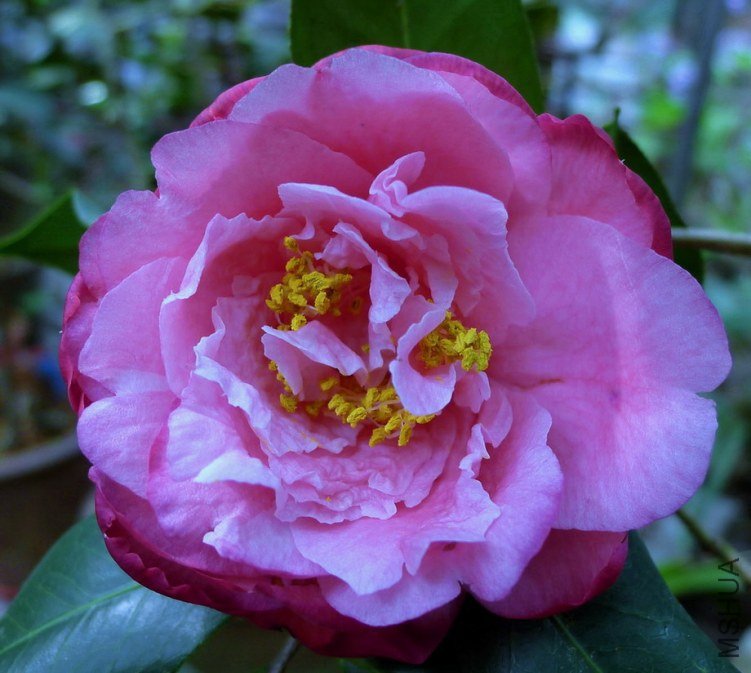 P1550125.jpg