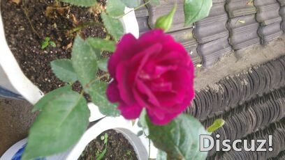DSC_0610_compress.JPG