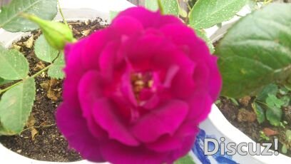 DSC_0611_compress.JPG