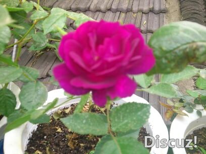 DSC_0614_compress.JPG