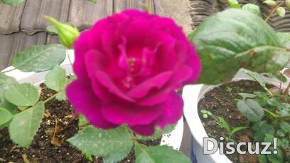 DSC_0609_compress.JPG