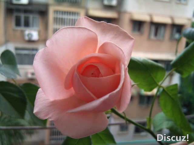 DSC_0935.jpg