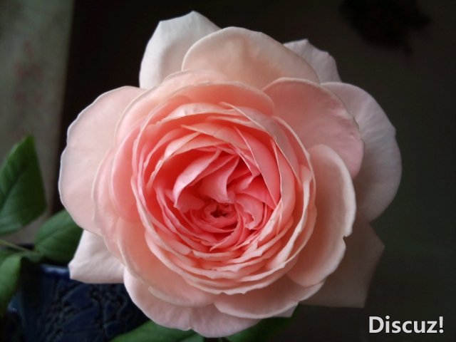 DSC_0944.jpg