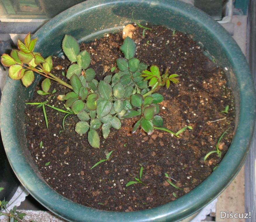 DSCN3511-.JPG