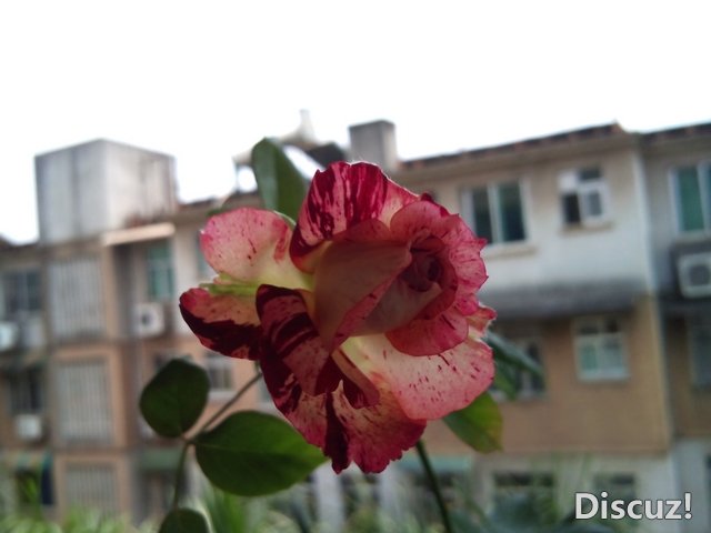 DSC_0968.jpg