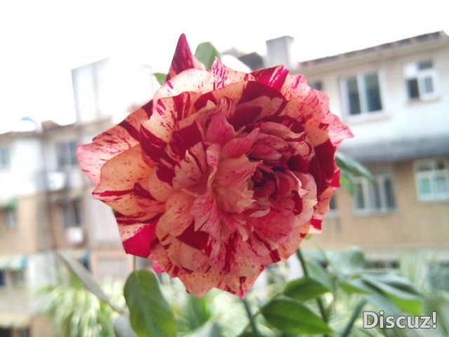 DSC_0969.jpg