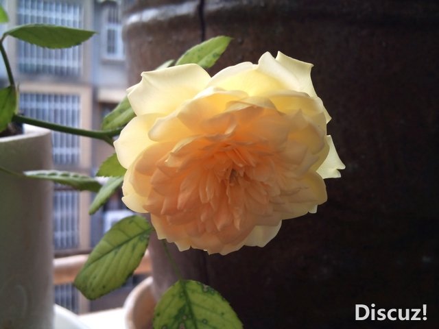 DSC_0982.jpg