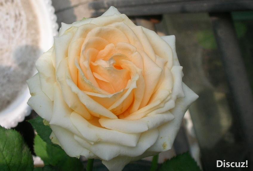 DSCN4367-.JPG