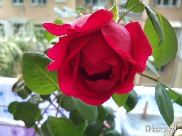 DSC_0970.jpg