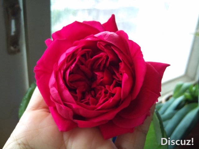 DSC_0981.jpg