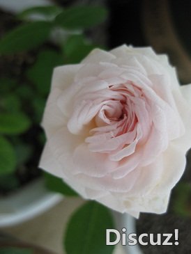 IMG_2229.jpg