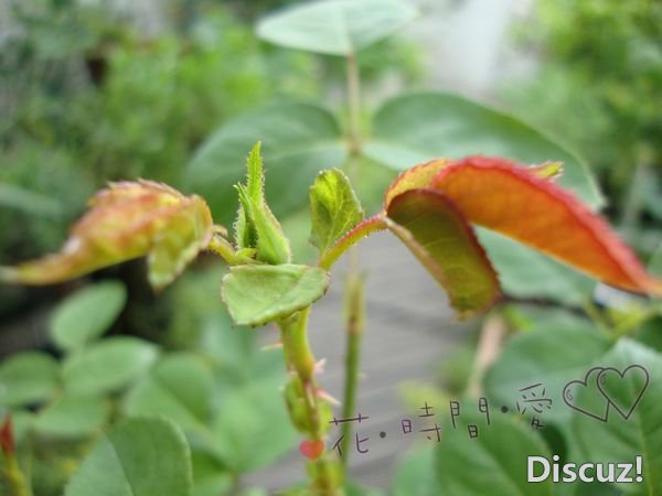 nEO_IMG_DSC01826.jpg