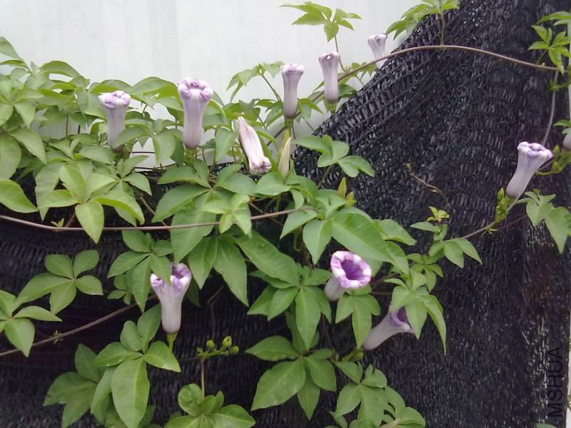 20120511538.jpg