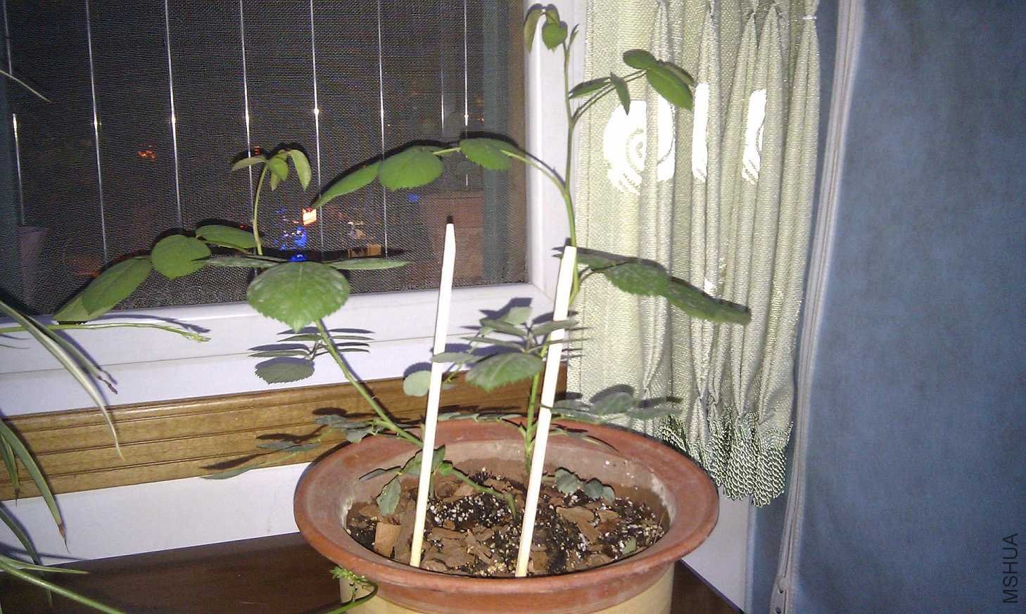 �������õ�20120427A.jpg