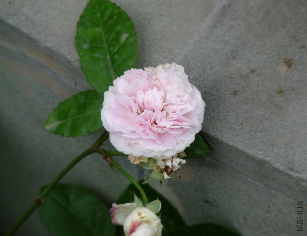 P1080012.jpg