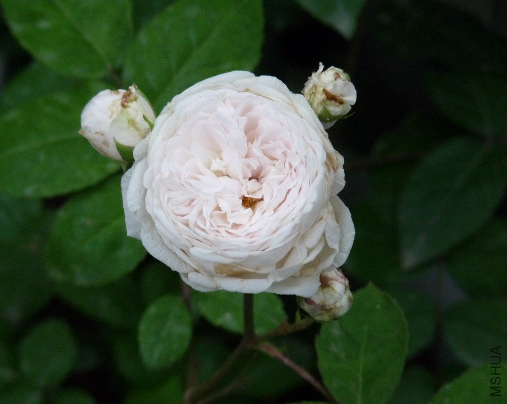 P1080006.jpg