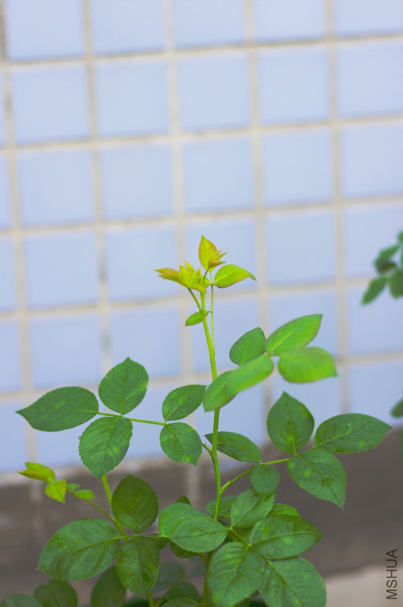 ��ת IMGP0085re.jpg