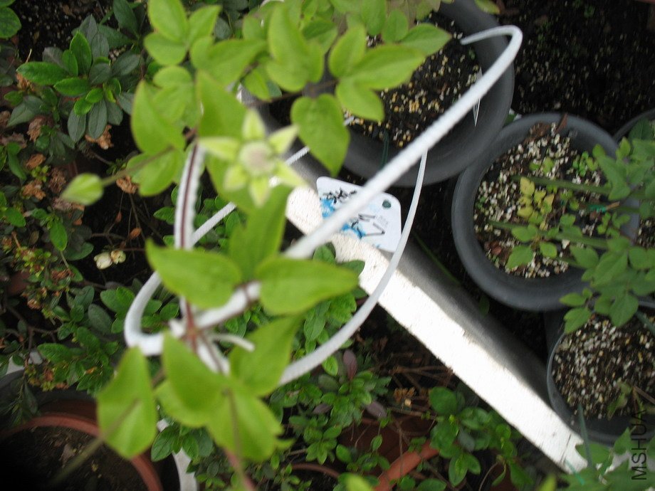 ��ͥ�ە�2011��12��3�� 166.jpg