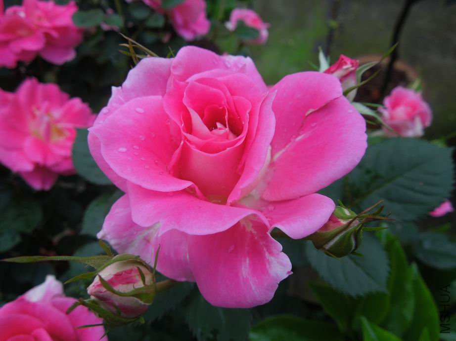 ������С DSCN1599.jpg