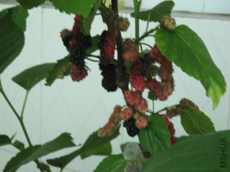 IMG_0473.JPG