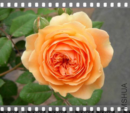DSCN4283.jpg