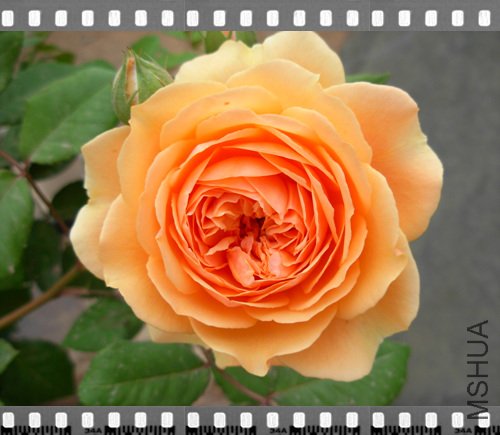 DSCN4285.jpg