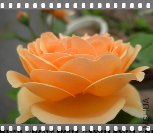 DSCN4292.jpg