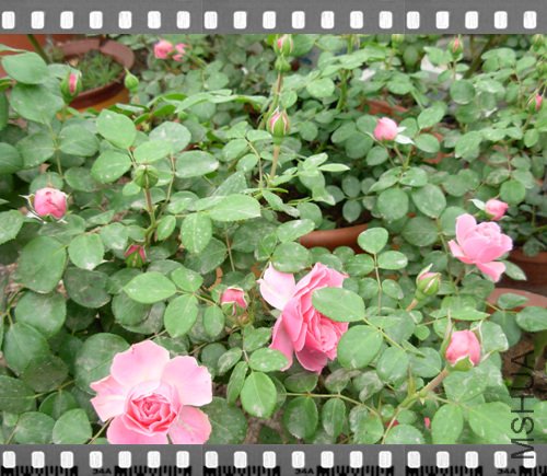 DSCN4301.jpg
