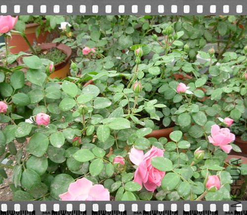 DSCN4302.jpg
