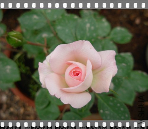 DSCN4300.jpg