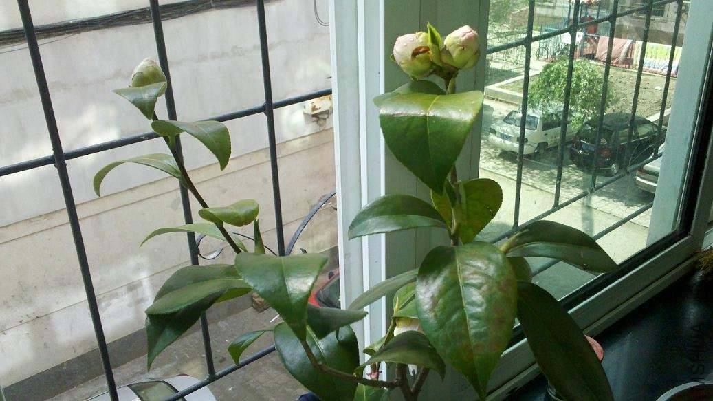 2012-05-13_14-20-21_593.jpg
