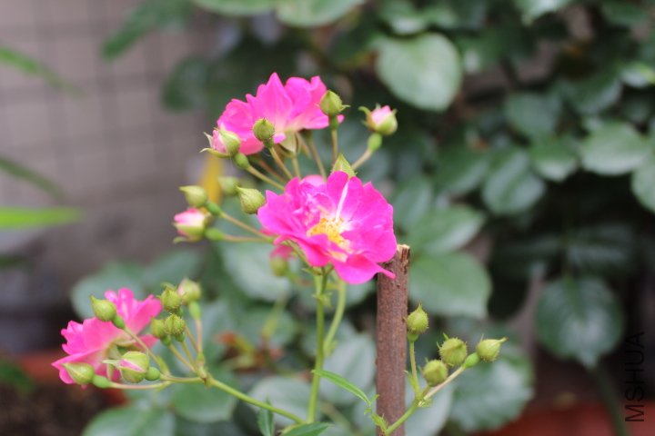 IMG_3215.JPG