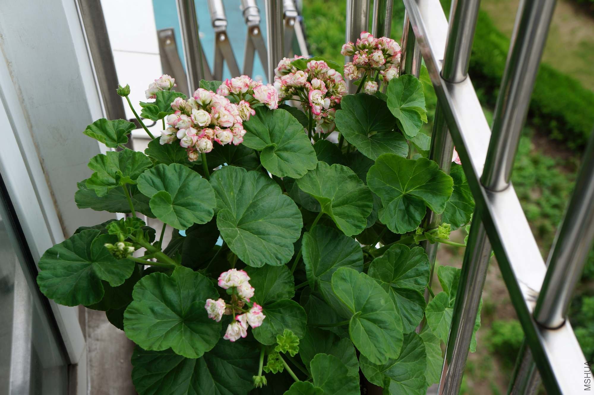 DSC00334.JPG