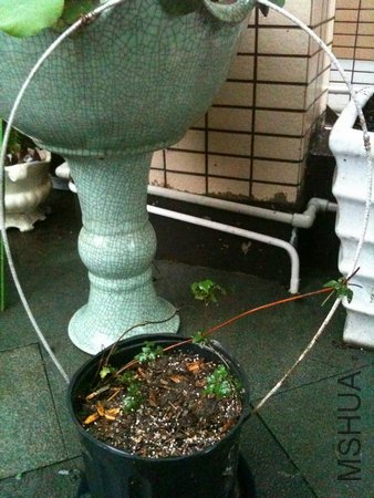 IMG_1723.JPG