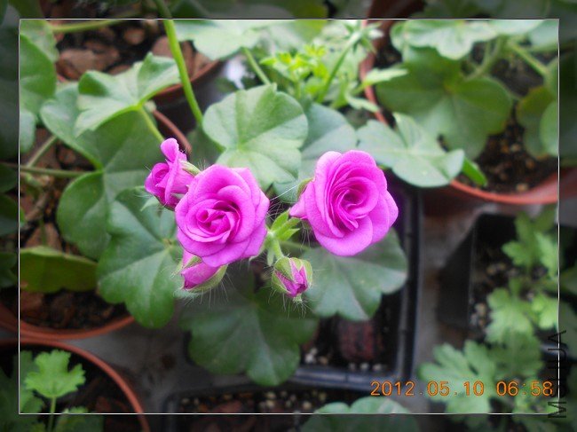 ��Ů�� (2).jpg