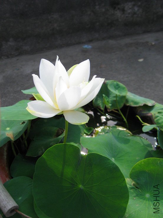 ��Ƭ 006_����.jpg