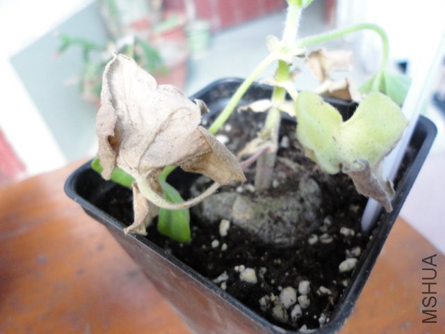 DSC00850.JPG