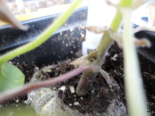 DSC00854.JPG