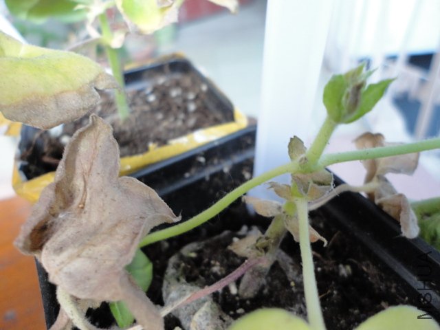DSC00853.JPG