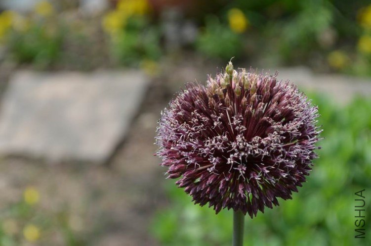 ������С ��ë20120512 001.JPG