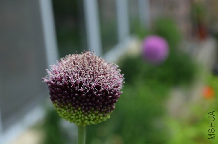 ������С ��ë20120512 002.JPG