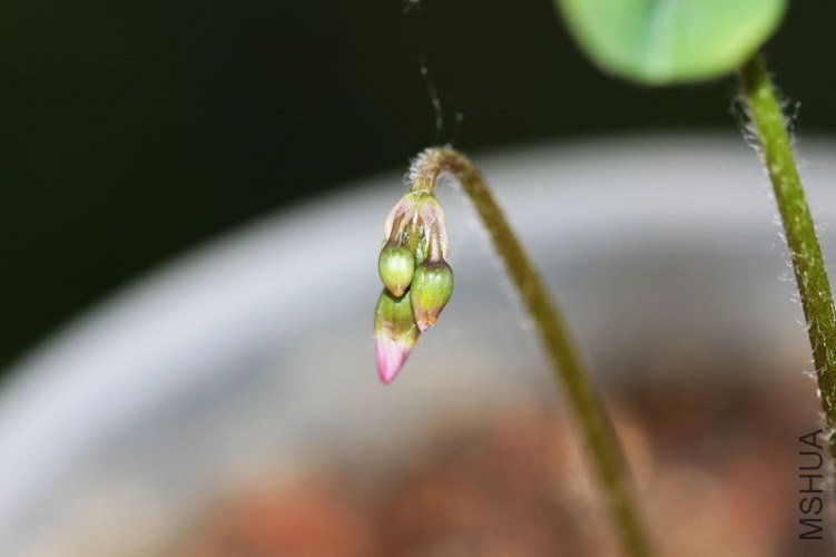 IMG_8532.2012.05.12.jpg
