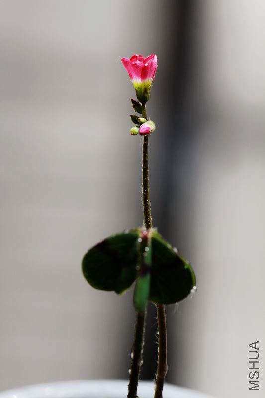 IMG_85772012.05.14.jpg